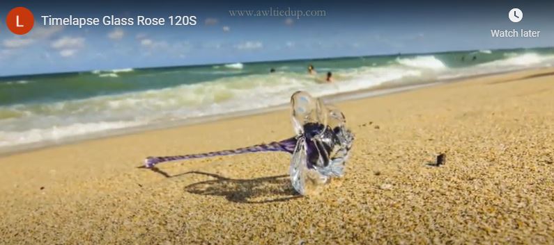 Glass Rose Timelapse