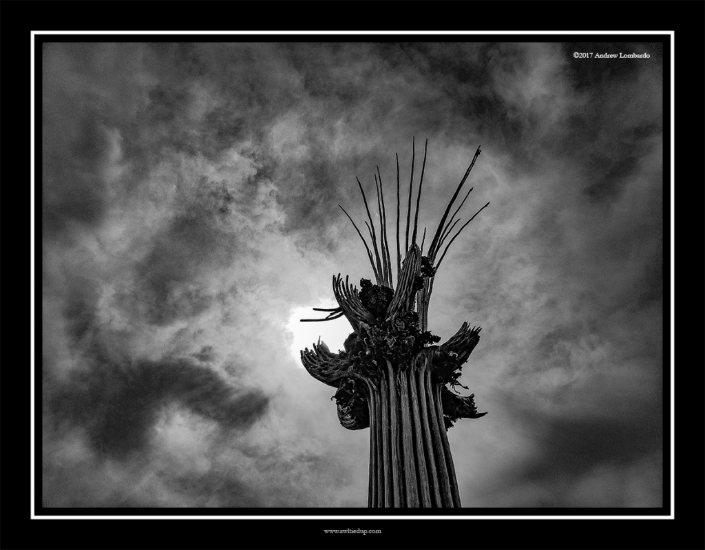 Saguaro Cactus Skeleton