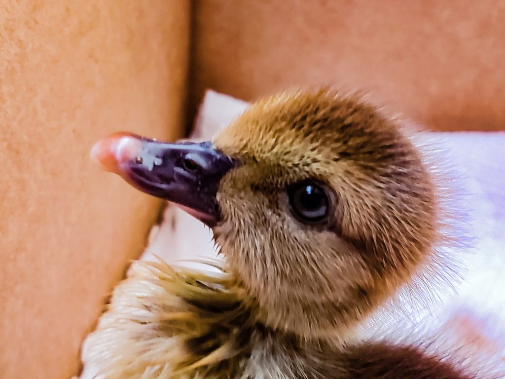 Baby Duck