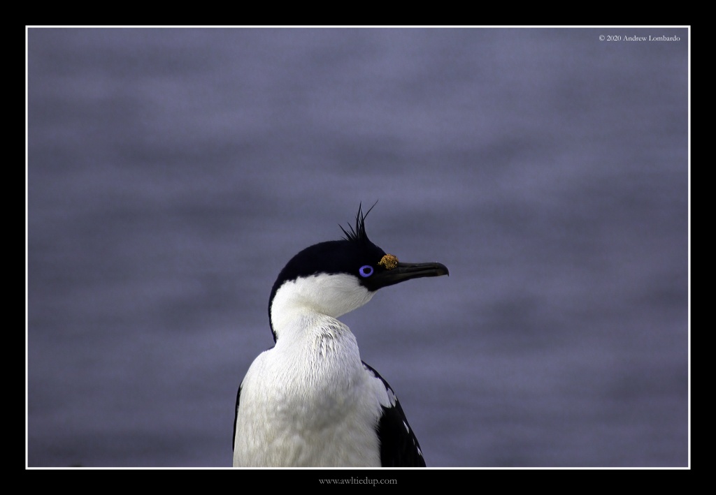 Antarctic Shag
