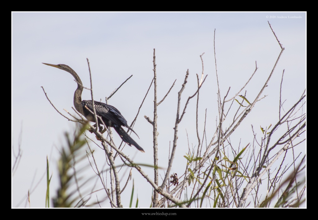 Anhinga