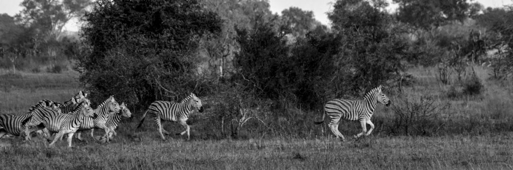Black and White Zebras