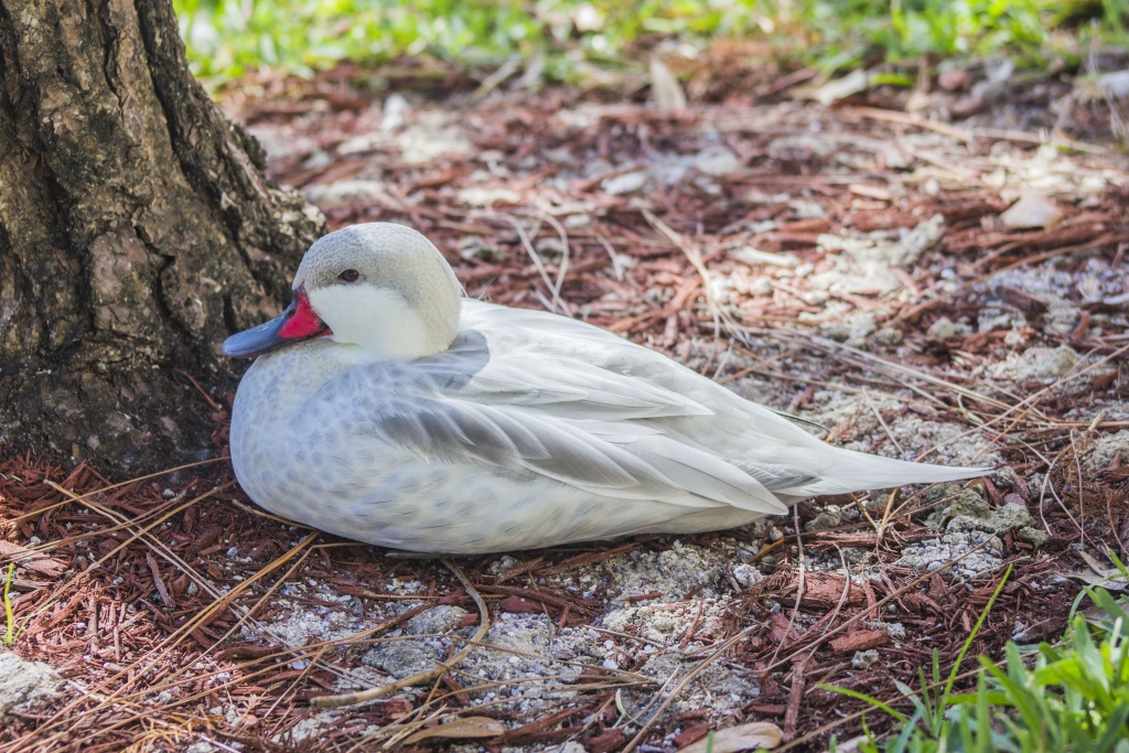 Silver Bahama Pintail Duck
