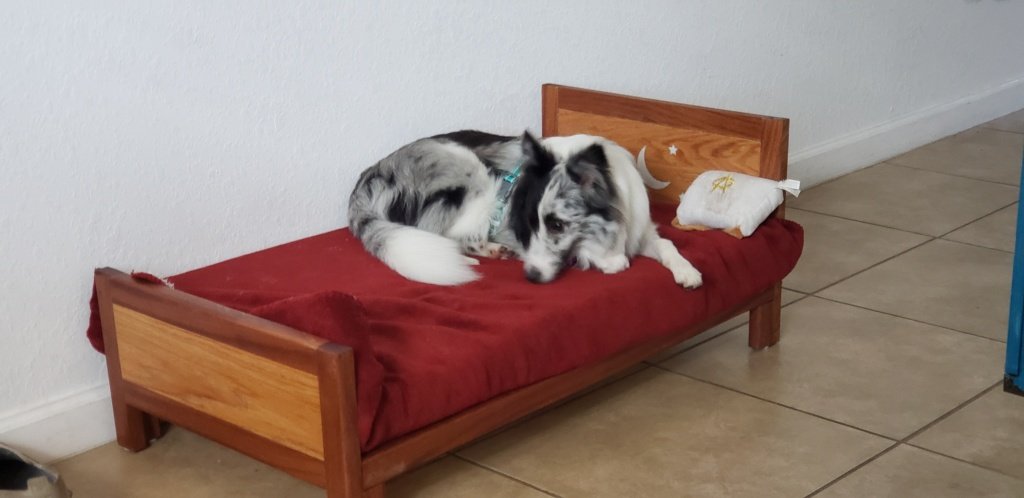 Custom Dog Bed