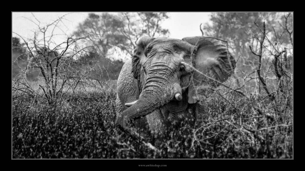 Elephants in the Okavango Delta